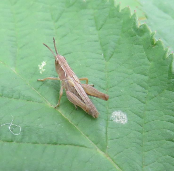  Field Grasshopper(Nymph)